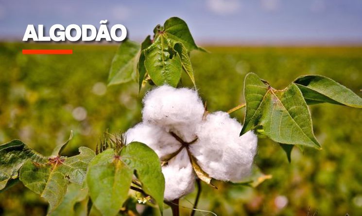 Embrapa consulta cadeia produtiva sobre demandas de pesquisa para algodão, amendoim, gergelim, mamona e sisal