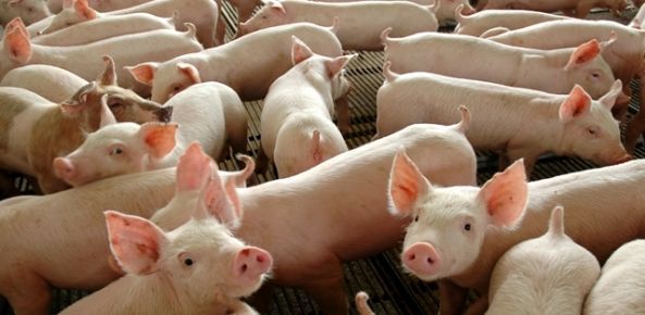 Mercado do suíno segue estável mesmo com proximidade do Dia das Mães