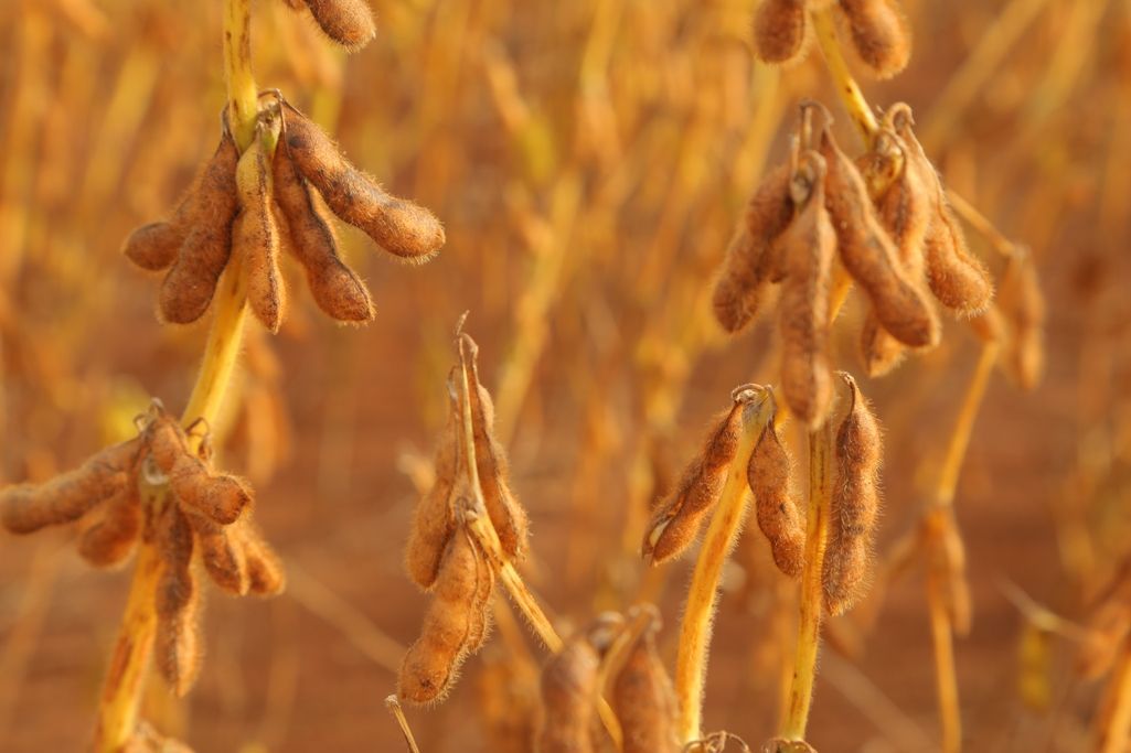 Guerra na Ucrânia afeta preços de commodities agrícolas, segundo Ipea