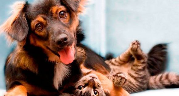 Grupo de voluntários realiza bazar para custear tratamento de animais recolhidos nas ruas