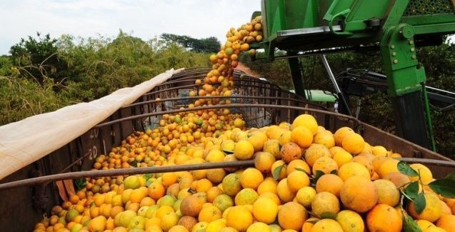 Citros/Cepea: Clima desfavorável e greening resultam em menor colheita desde 88/89
