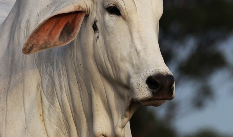 Frigorífico reabre planta em Mato Grosso e gera 300 empregos diretos