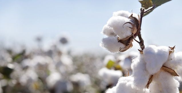 Mercado do algodão em pluma mantém tendência de queda