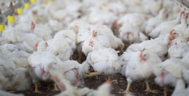 Poder de compra de avicultores paulistas sofre pressão com alta do milho