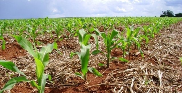 Monitoramento dos cultivos de verão analisa o impacto do clima na safra 2024/25