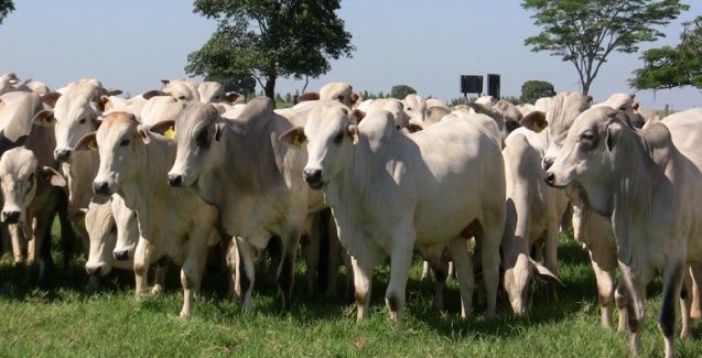 Fatores econômicos sustentam cotações da arroba do boi no segundo semestre