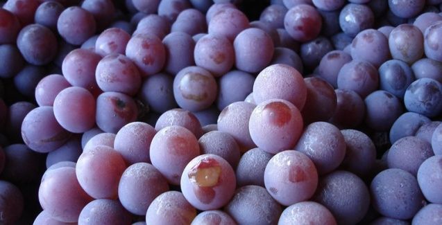 Embrapa abre inscrições para capacitação em produção de uvas e vinho em Mato Grosso