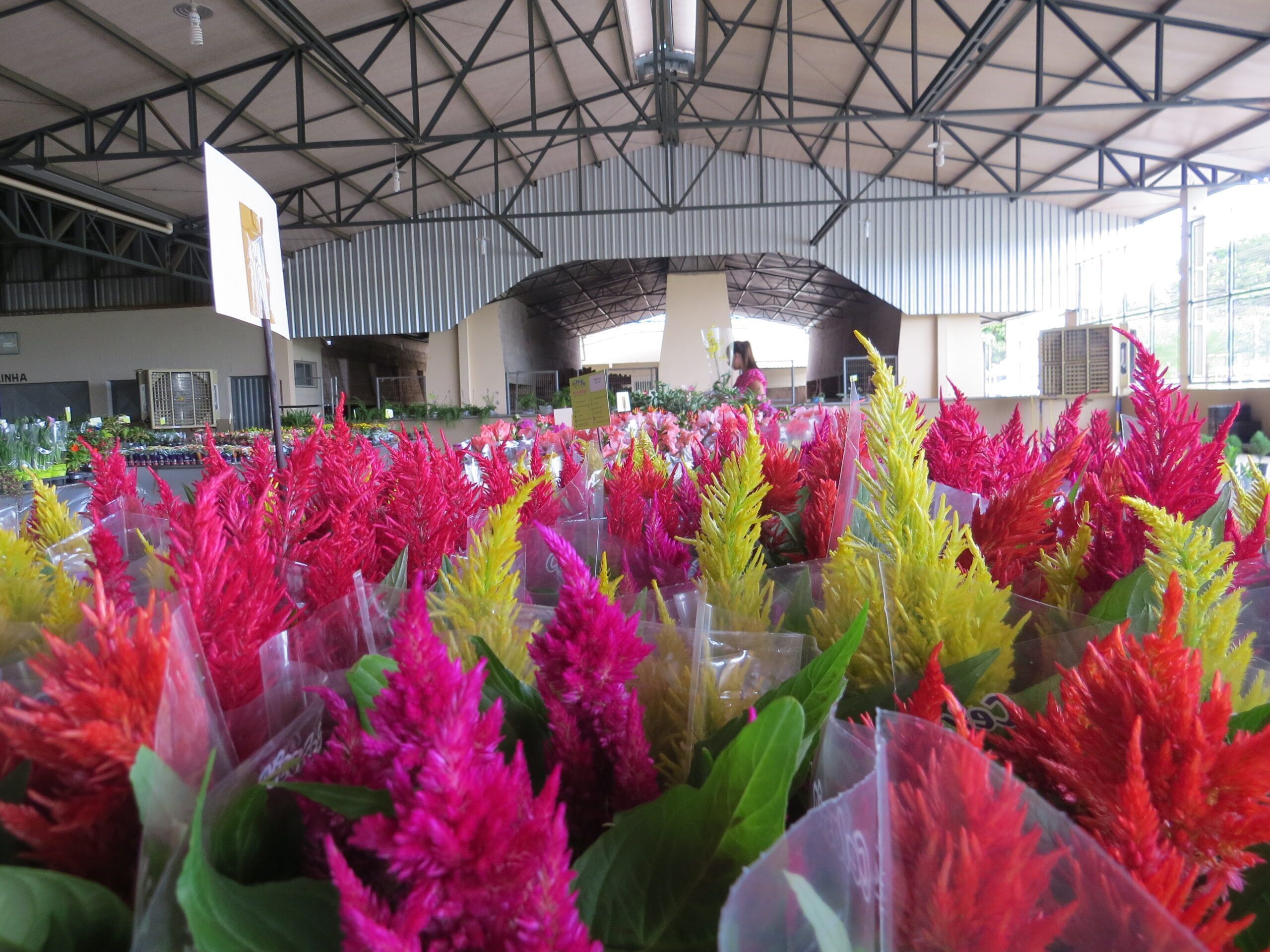 12ª Expoflor inicia amanhã, terça-feira (05), em Lucas do Rio Verde