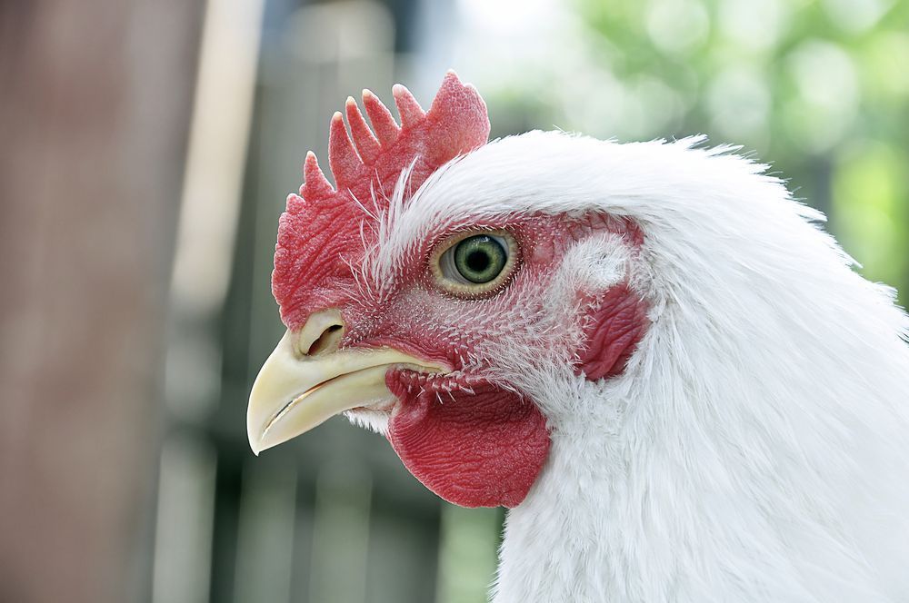 Poder de compra dos avicultores paulistas aumenta com alta nos preços do frango vivo