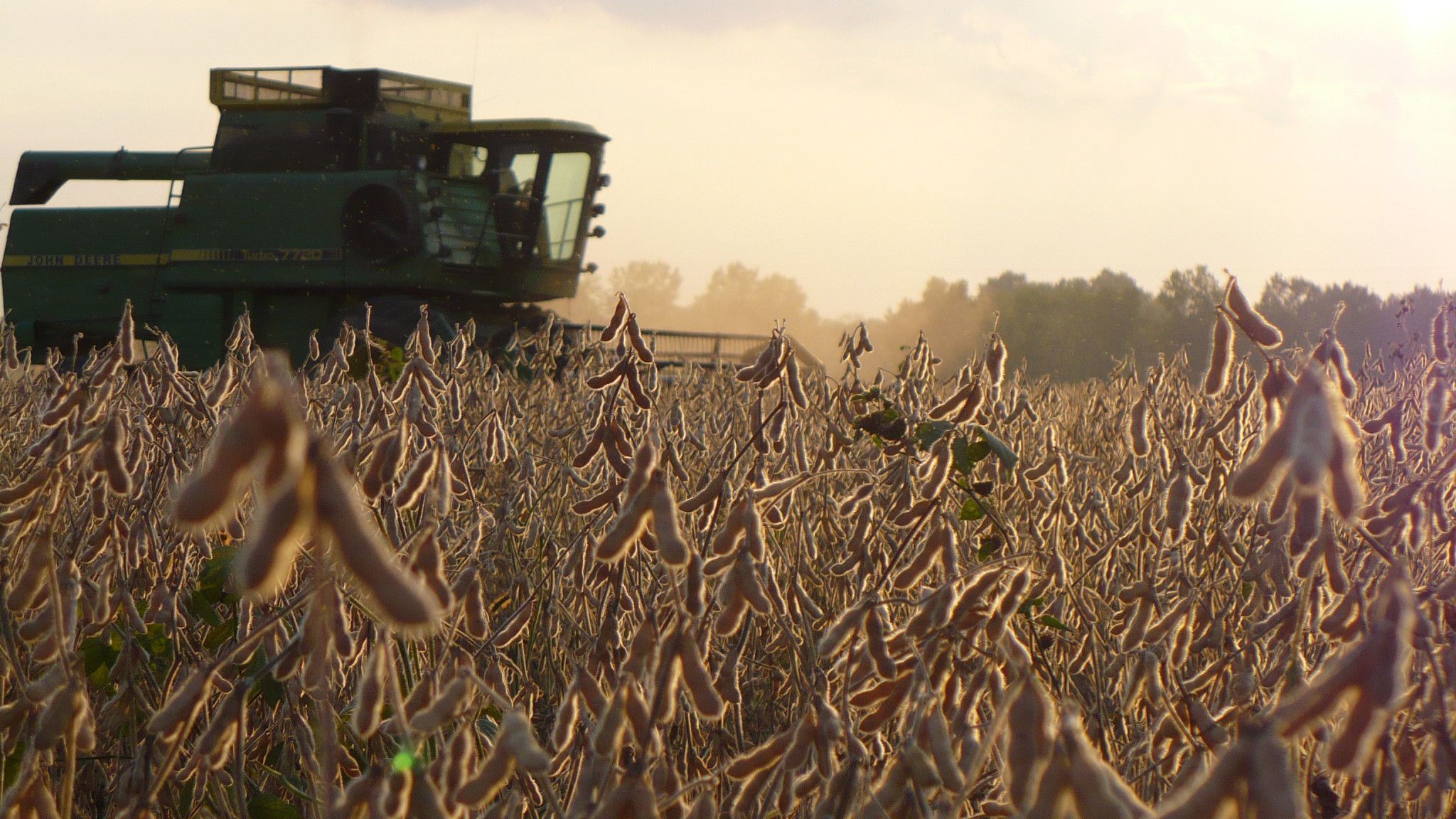 Soja em Mato Grosso: Queda histórica no preço!