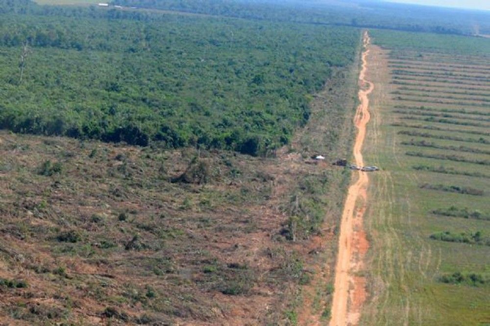 MT derrubou quase 4 mil km² de área de floresta após promessa do governo de eliminar desmatamento em acordo na COP 21 em Paris