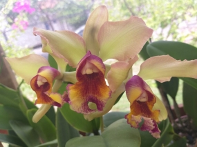 Com itens a partir de R$ 3,50, Shopping Orla recebe Festival de Plantas e Flores