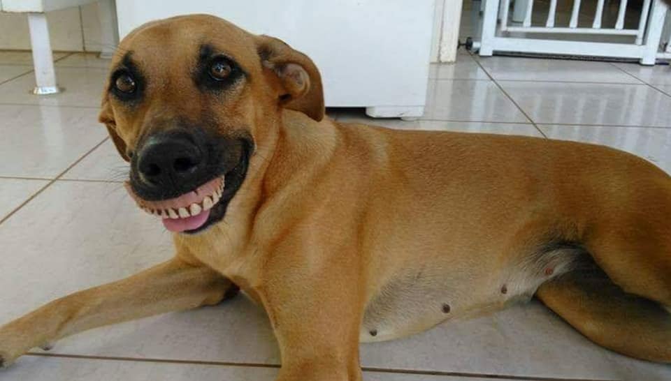 Cachorra acha dentadura, encaixa na boca e quase mata o dono de tanto rir