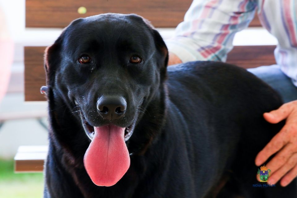 CAO CACHORRO