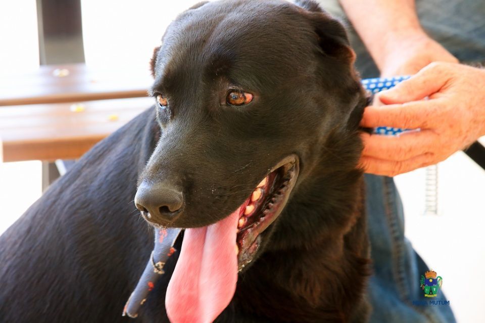 Homem atira em cachorro em Tapurah e é preso por porte ilegal de arma e maus-tratos