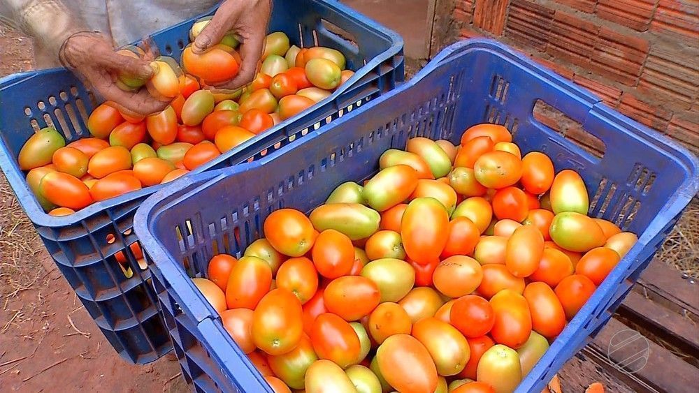 tomate 3