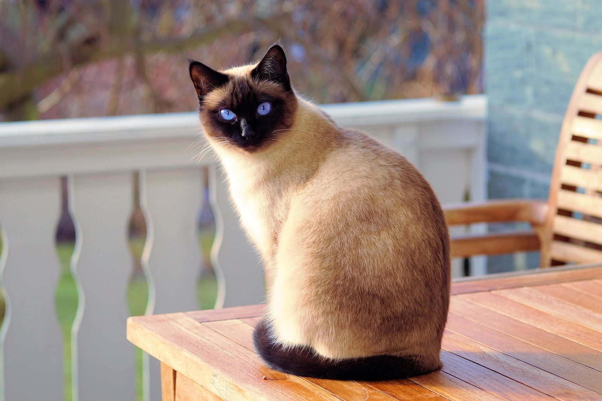 Estas são as razões pelas quais seu gato te segue