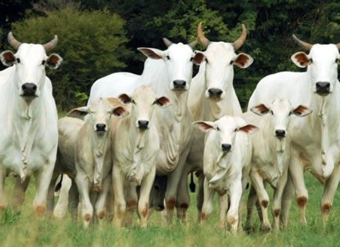 Indústria frigorífica busca incentivos após construção de duas novas unidades em Mato Grosso