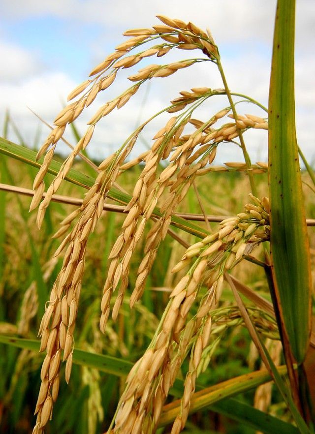 Mercado de arroz do Rio Grande do Sul enfrenta lentidão nas negociações