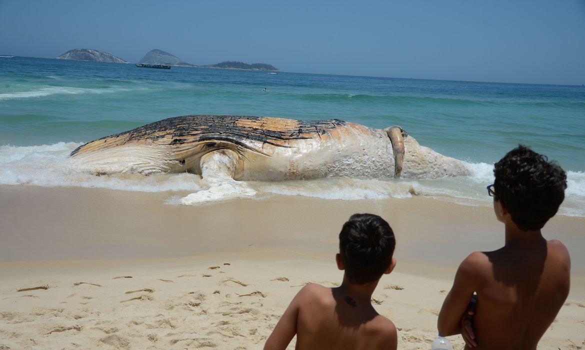 Monitoramento de praias já devolveu à natureza mais de 2 7 mil animais 2020 08 25 07:52:39