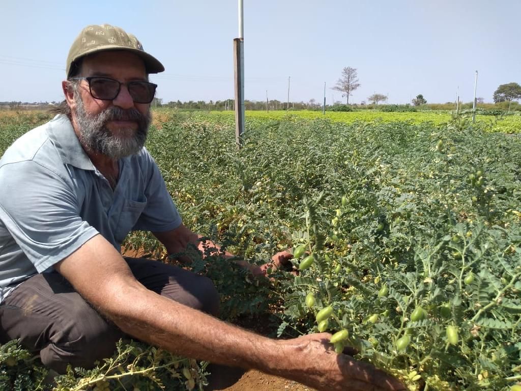 Cultivo de grão-de-bico é testado em Mato Grosso