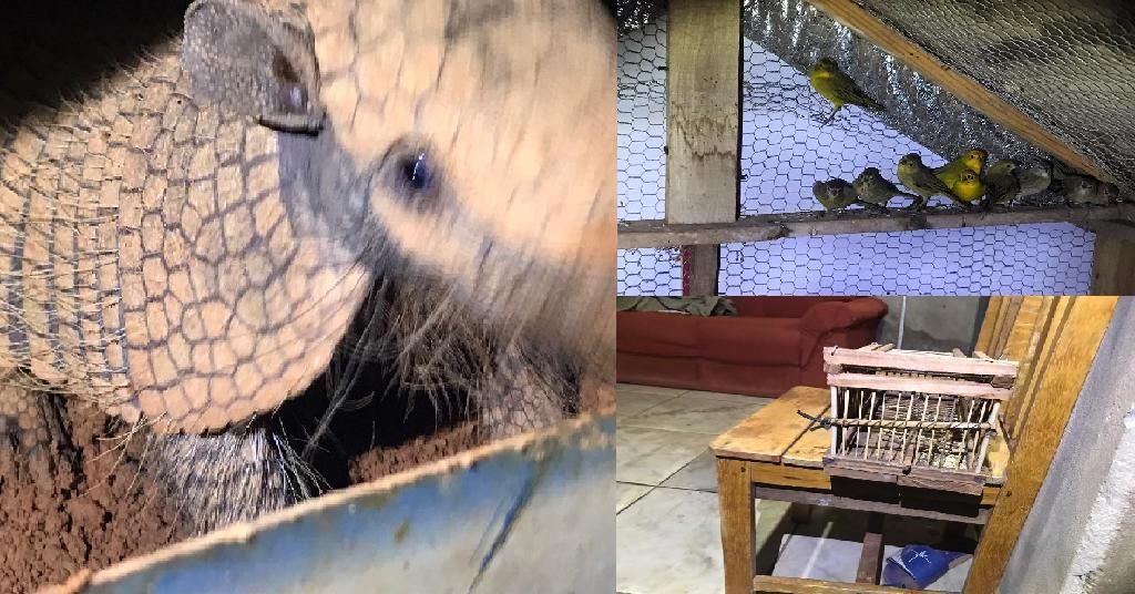 Denúncia ajuda na identificação de homem que mantinha animais silvestres em cativeiro