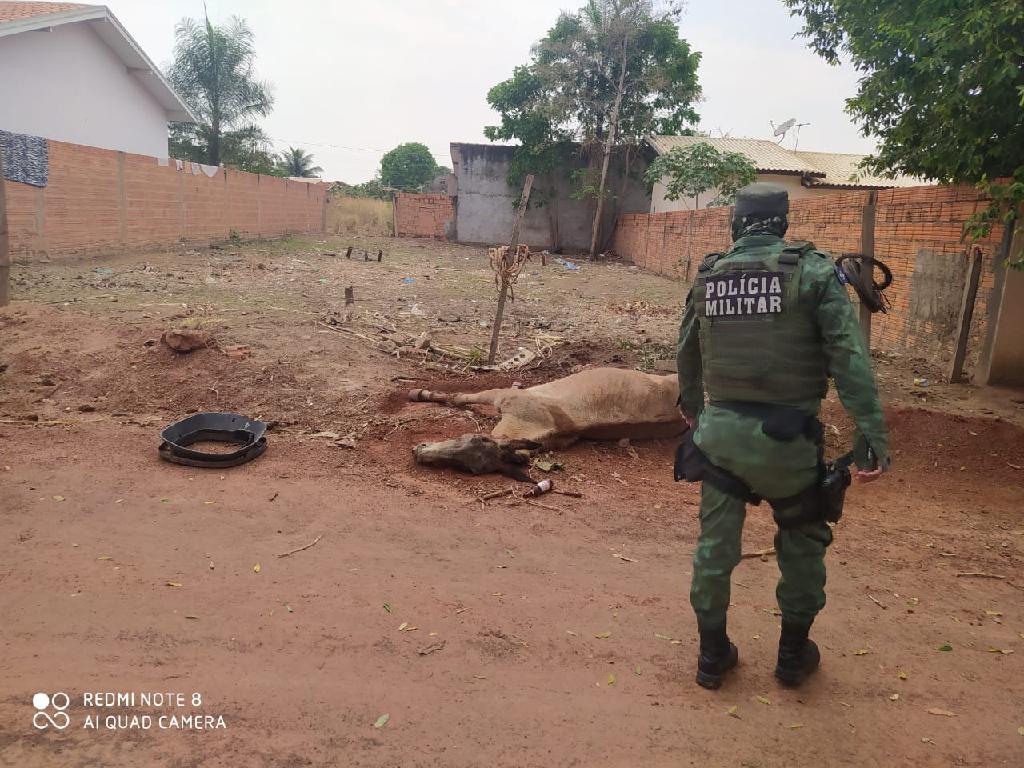 PM encontra burro agonizando e suspeito é preso por maus-tratos aos animais