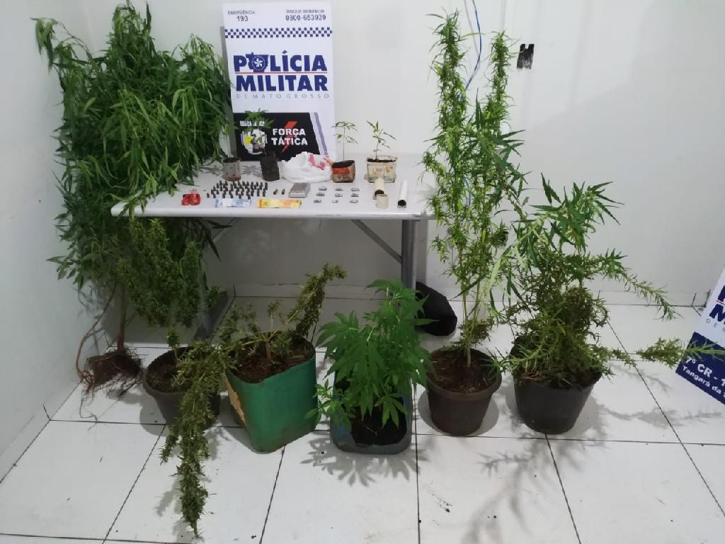 Denúncia auxilia a identificação de traficante e apreensão de pés de maconha 2020 12 08 15:55:18