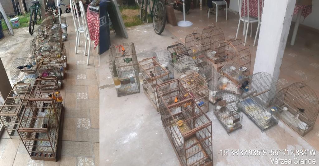 Pássaros silvestres são encontrados em cativeiro em Mato Grosso