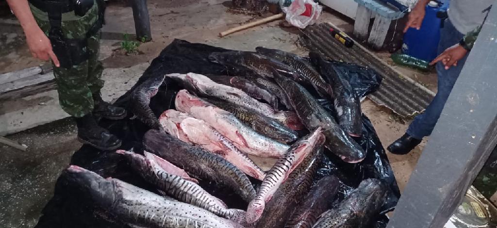 Batalhão Ambiental intercepta motorista e apreende 200 quilos de pescado em Jangada