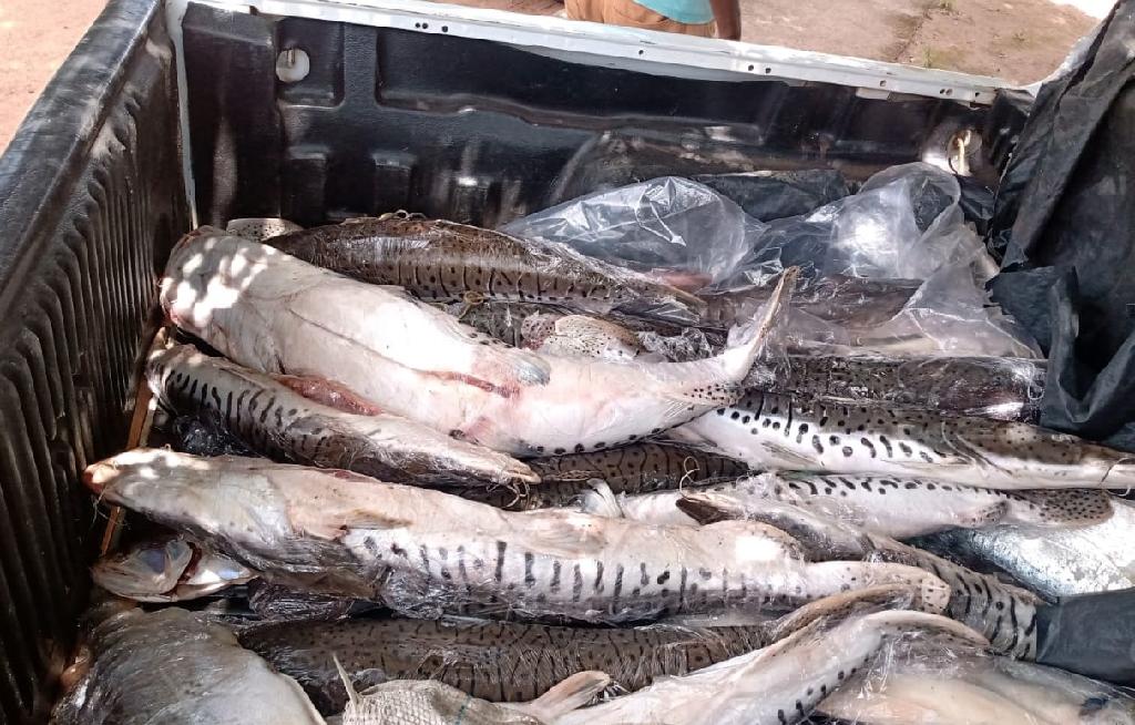 135 kg de pescado sem documentação é apreendido no nortão de Mato Grosso