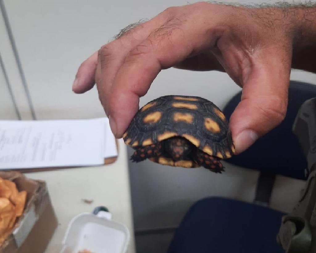 Batalhão Ambiental resgata filhote de jabuti encontrado em correspondência