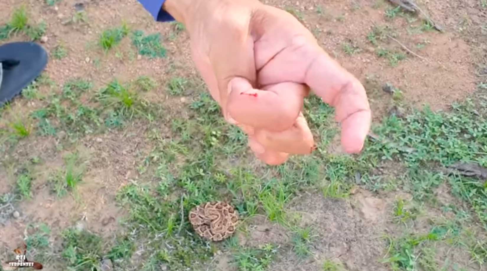 Rei das serpentes leva picada de filhote de cascavel veja o vídeo