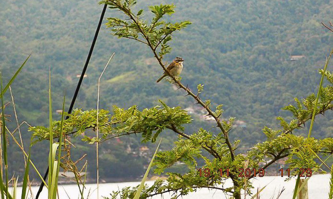Brasil passa a fazer parte do Protocolo de Nagoia sobre biodiversidade