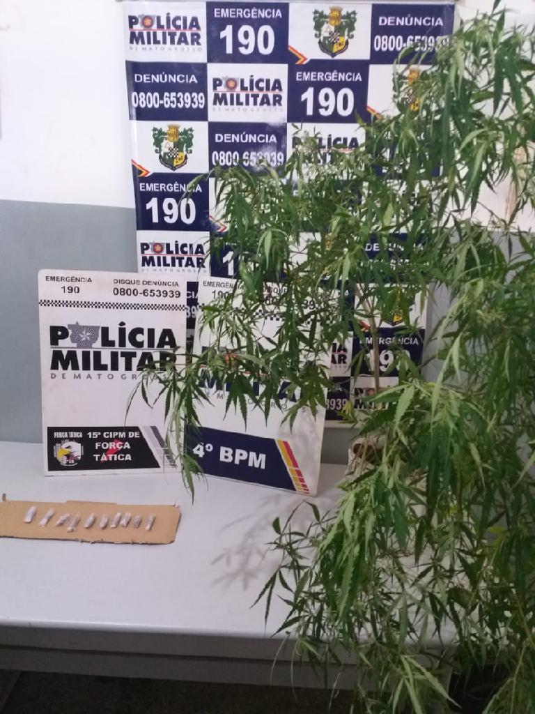 Casal é preso por cultivo ilícito de drogas em Várzea Grande