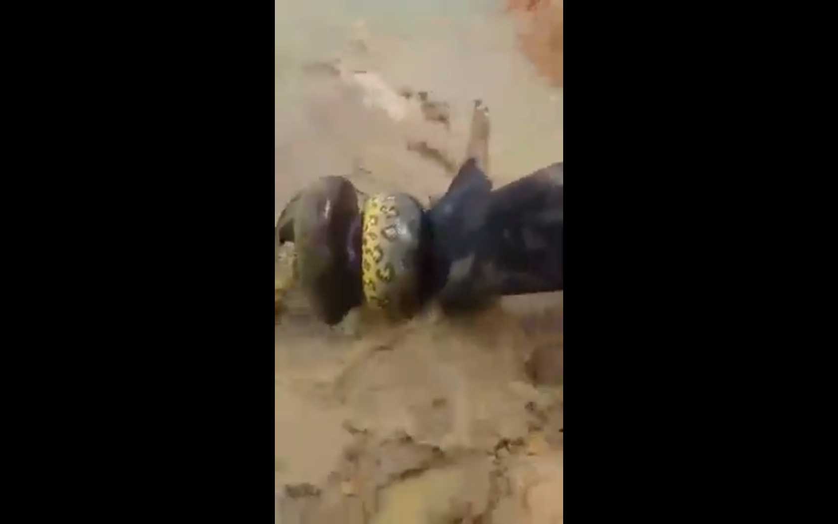 Você já viu? Uma cobra enorme arrasta um porco para dentro do rio, vídeo