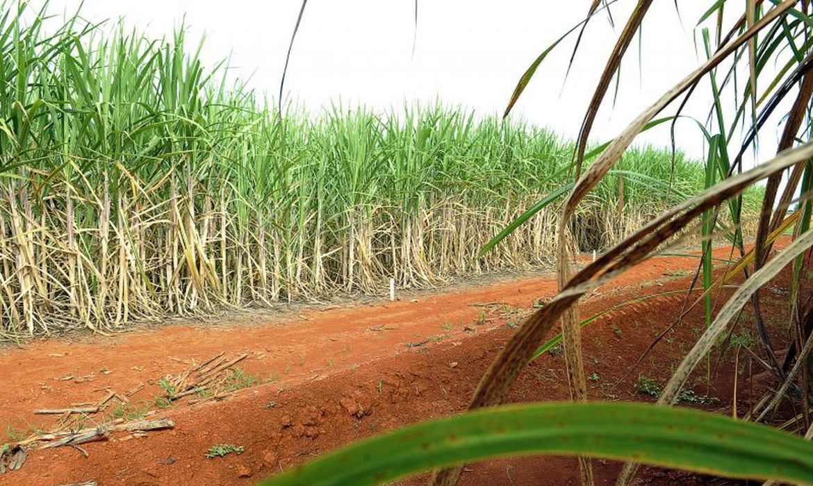 Clima prejudica a produção de cana; safra 24/25 registra preço firme