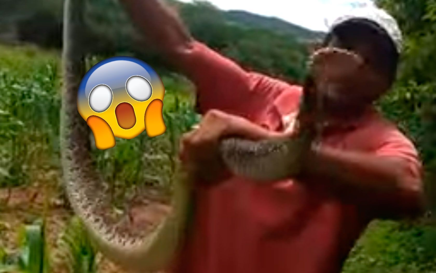Homem segura cascavel, ele não deveria ter feito isso; veja o que aconteceu