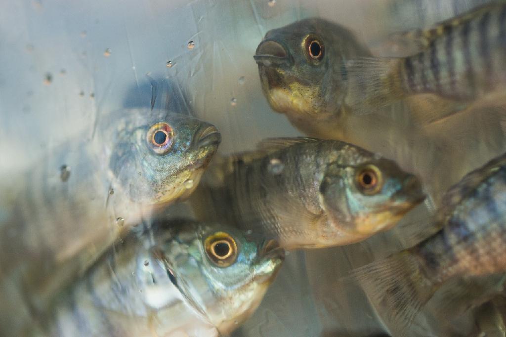 Conheça medidas para assegurar a qualidade na produção de peixes