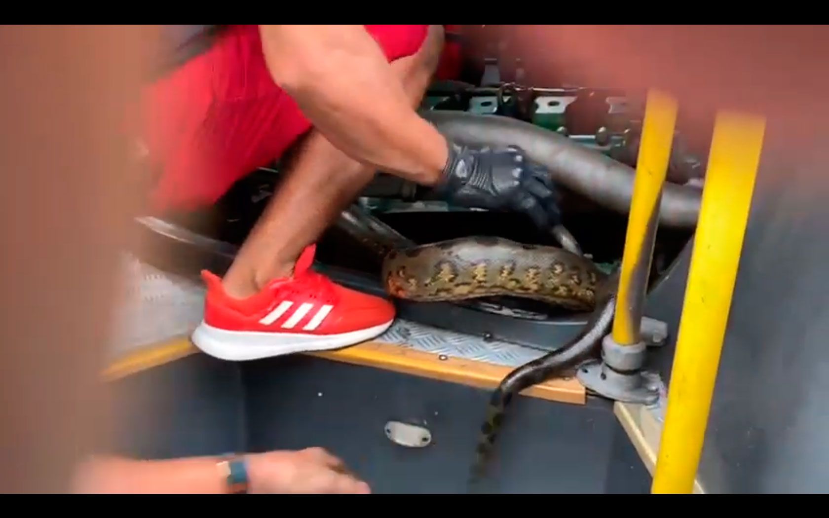 Vídeo inusitado: cobra se enrosca em motor de veículo e quase provoca acidente