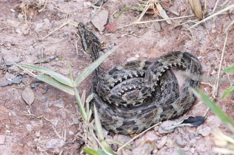 Idoso é picado por cobra jararaca em Mato Grosso; estado de saúde é grave