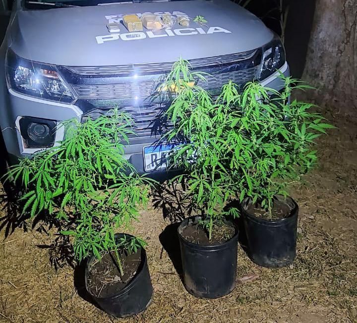 Polícia prende suspeito com vasos de maconha em MT