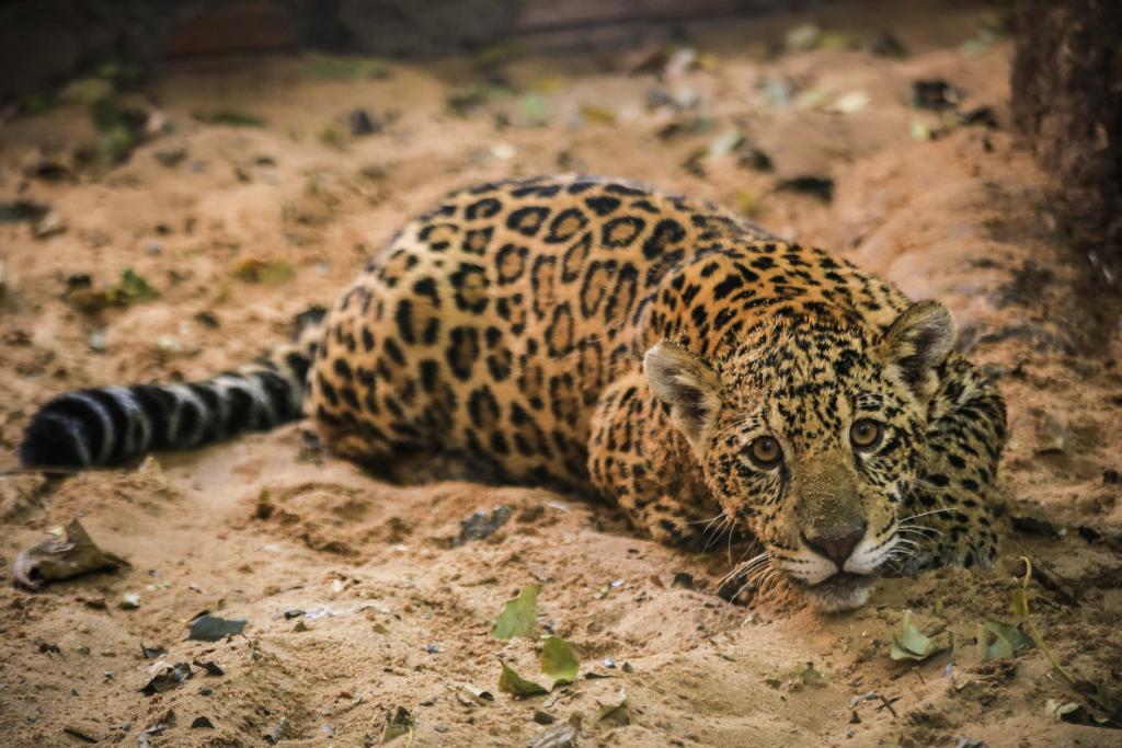 Onça-pintada ataca cachorros em vídeo que viraliza nas redes sociais!