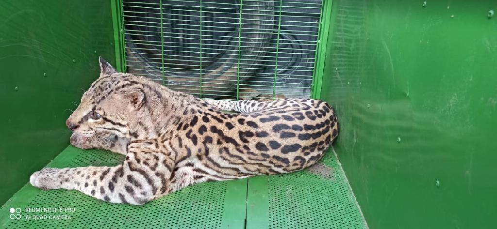 batalhao ambiental e corpo de bombeiros resgatam jaguatirica em varzea grande