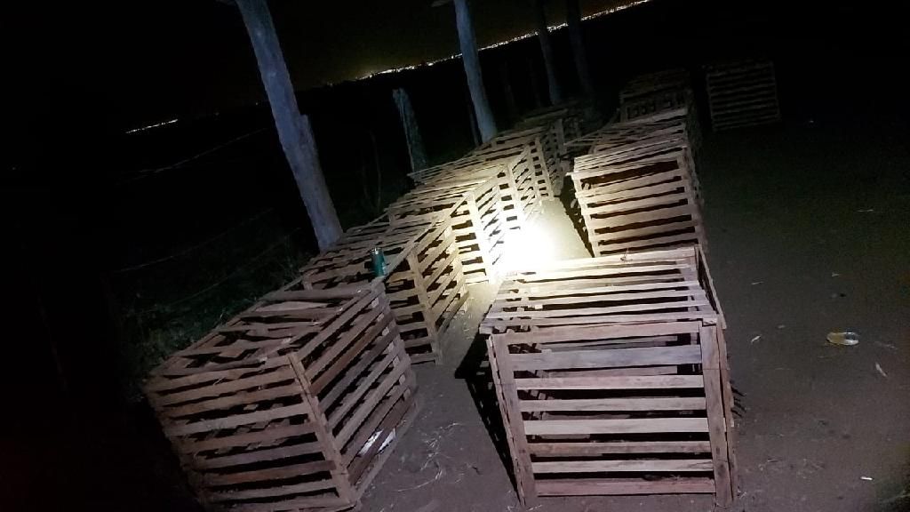 PM encerra rinha, prende dois e resgata 15 galos feridos em Rondonópolis