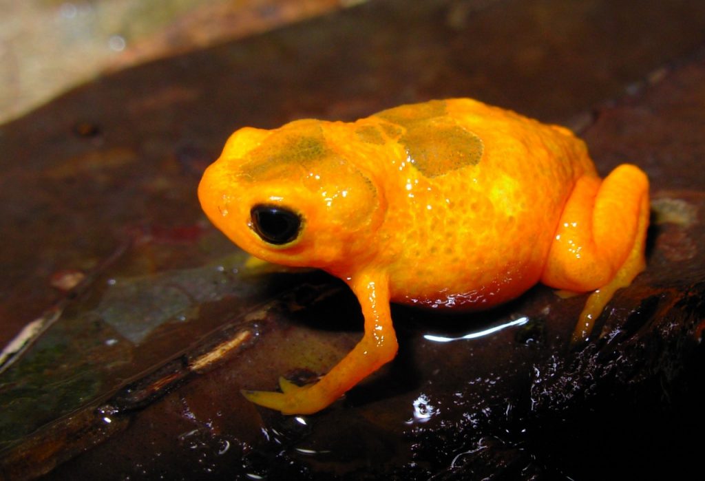 Nova espécie de sapo “sapinho-pingo-de-ouro” é descoberta na Mata Atlântica