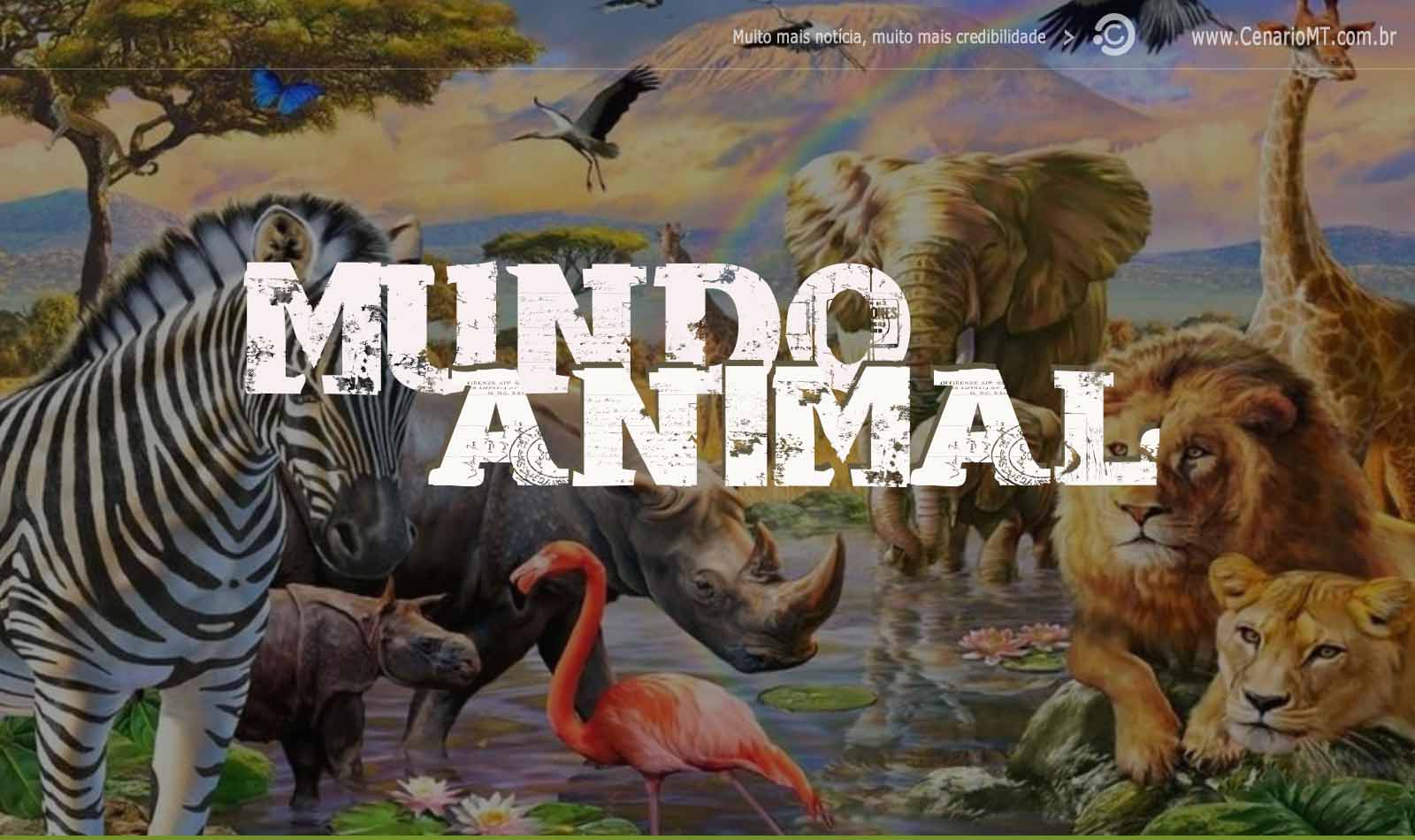 (Vídeo) Leopardo pula muro e ataca cachorro
