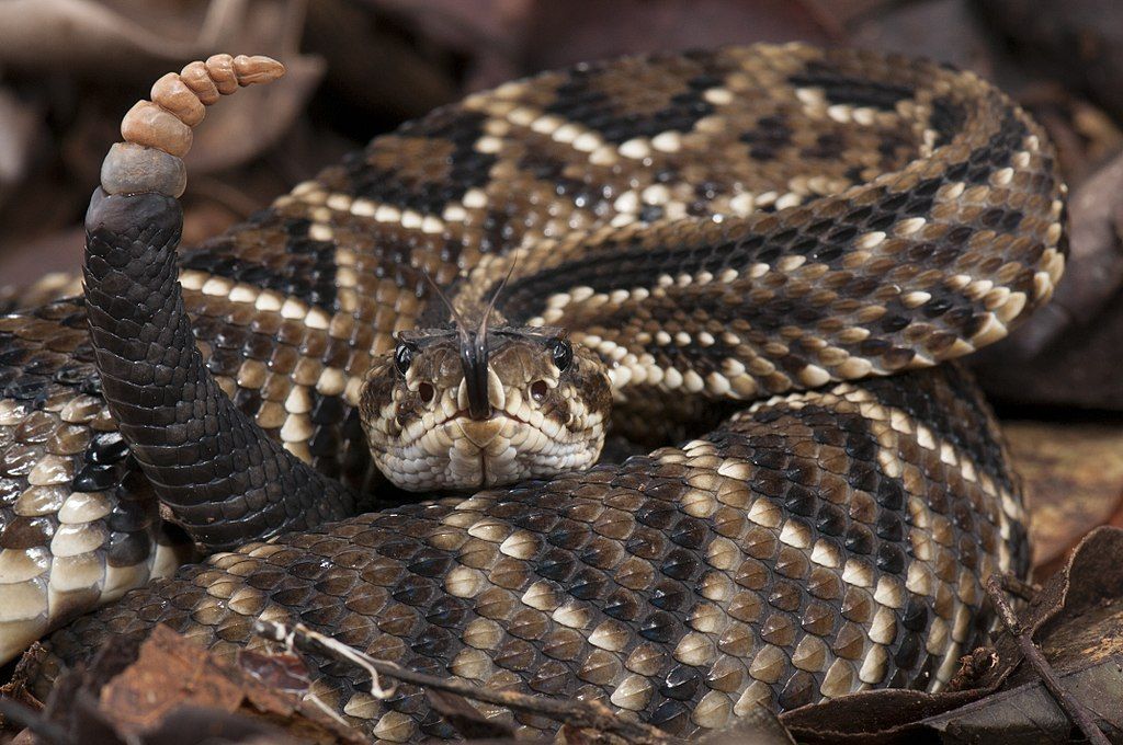 Mamãe cascavel deu cria e filhotes foram salvos pelo Rei das Serpentes.
