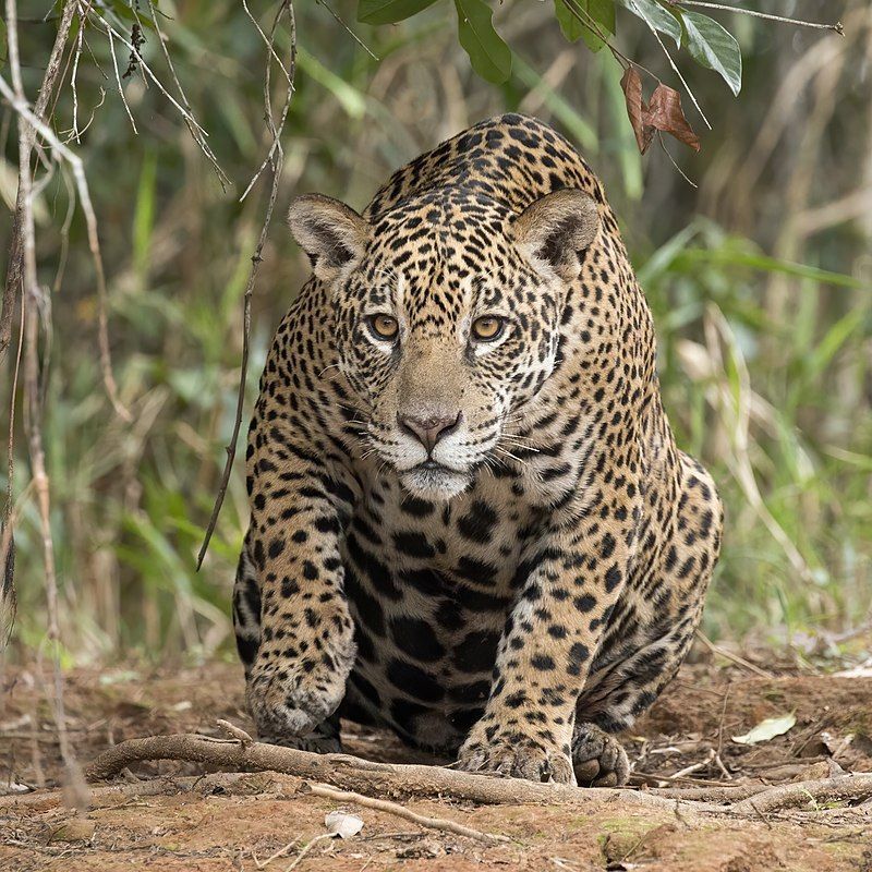 Onça-pintada rara flagrada em plantação de milho