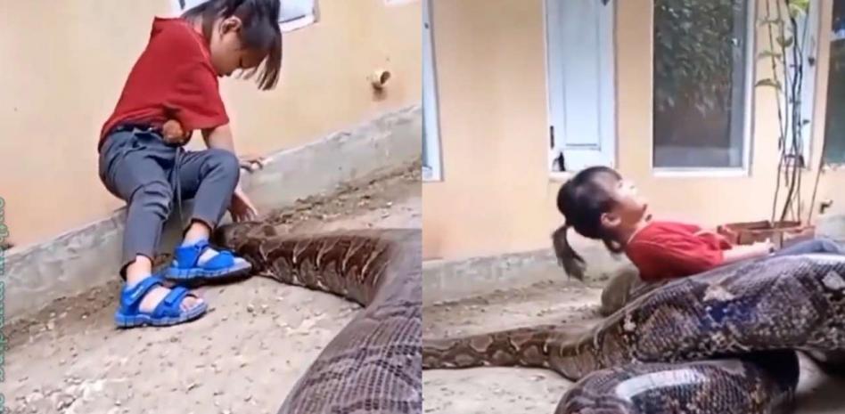 O vídeo angustiante de uma garotinha brincando com uma enorme cobra píton